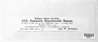 Ramularia hypochoeridis image